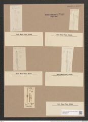 Gomphonema vibrio var. hebridense (Greg.) Rabh. (de-Toni-Nr.: Genus 37, Species 1738) Zeichnungen Sammlung Grunow Nr. 3437 (NHMW-BOT-W0370978)